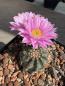 Preview: Echinocereus pulchellus amoenus